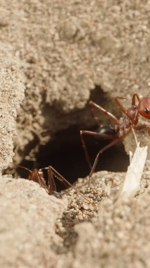 Camera exiting a large ant nest in the sand and pulling back, macro dolly shot. Stock Footage 240184348