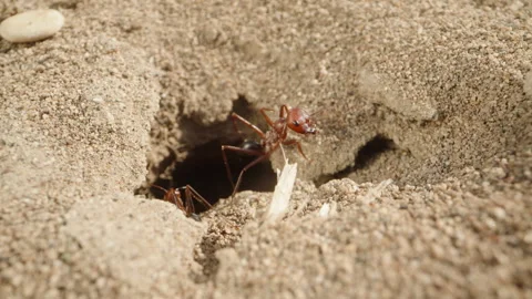 Camera exiting a large ant nest in the sand and pulling back, macro dolly shot. Stock Footage 240186439