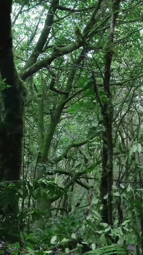 Camera exploring a pristine lush laurel forest Stock Footage 329866245