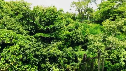 The camera falls down along the green trees Stock Footage 71317263