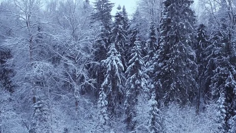 The camera falls in a snowy forest 動画素材 72233934