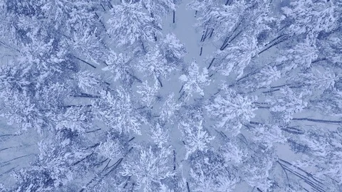 Camera fast flight above treetops of snow covered young pine-trees in beautiful Stock Footage 104544497