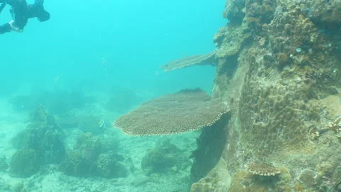 Camera filming coral Stock Footage 281930493