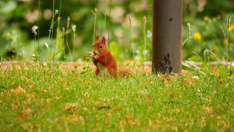Camera fixed, a cute squirrel eating pine nuts, close up Stock Footage 239591130