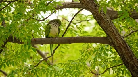 Camera fixed, a green parrot cleans its feathers on a tree. Stock Footage 239591824