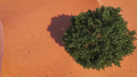 Camera flies above a green tree in the middle of the desert Stock Footage 154172272
