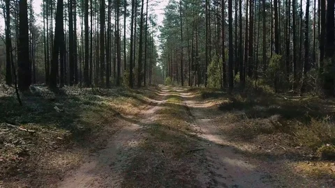 Camera flies above wild path in the middle of pine forest in sunny day. Car Stock Footage 95295402