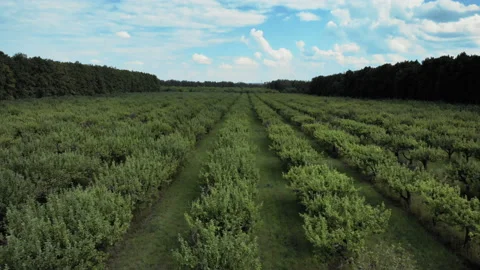 The camera flies along the even rows of garden trees. Aerial shot. 4K. Stock Footage 93170319