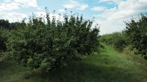The camera flies along the trees with green apples. Aerial shot. 4K. Stock Footage 93172792