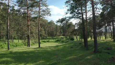 The camera flies among the pine trees Vidéo 112097132