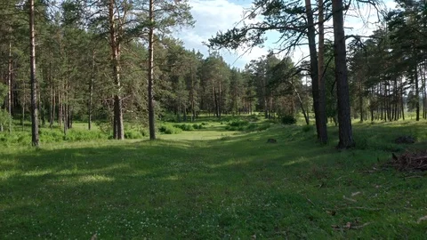 The camera flies among the pine trees, above the green grass in the pine forest. Vidéo 112097767