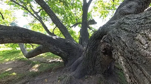 The camera flies into and from a tree Stock Footage 101462612