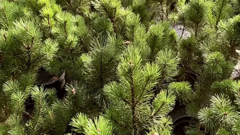 The camera flies around the fresh young pine-trees Stock Footage 160862478