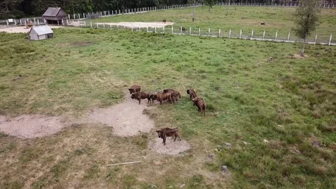 The camera flies around the herd of bison Stock Footage 91401840