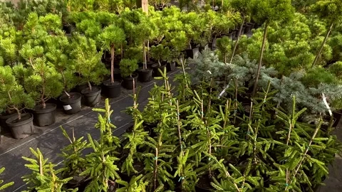 The camera flies around rows of different varieties of young conifers in pots Stock Footage 160863681