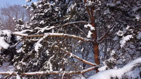 The camera flies away from the trees in the snow. 스톡 동영상 170634802