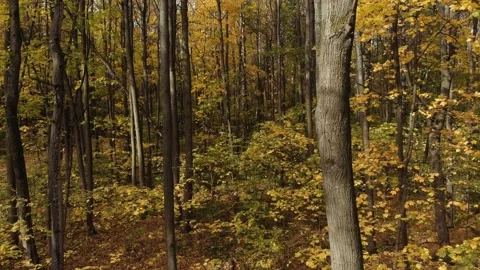 The camera flies back high between the tree trunks in the autumn forest. Stock Footage 140683298
