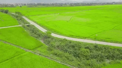 The camera flies behind a car that drives through the green fields Video stock 236087094
