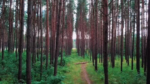 Camera flies between pine trees over a forest path covered with tall grass in a Stock Footage 136734941