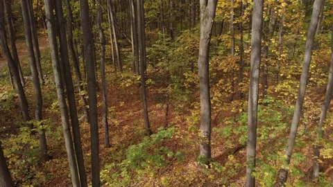 The camera flies between tree trunks in the autumn forest. Stock Footage 141424482