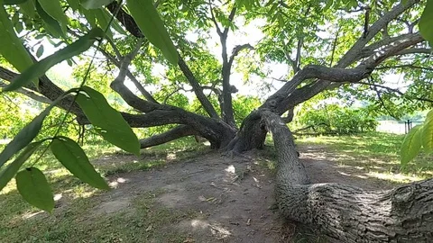 The camera flies from a big tree Stock Footage 100852658