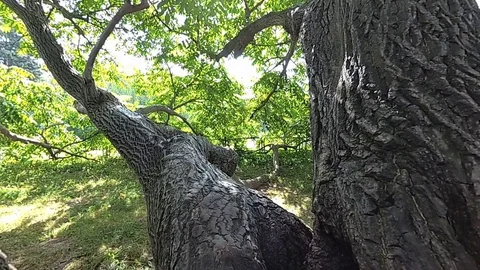 The camera flies from a big tree Stock Footage 101462585