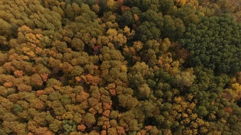 The camera flies high above a beautiful autumn forest. Stock Footage 140263458