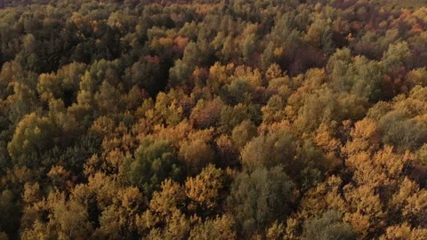 The camera flies high above a beautiful autumn forest. Aerial view 4K Video stock 140545865