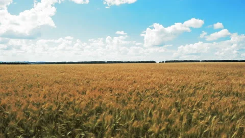 The camera flies horizontally sideways over the rye field. Aerial shot. 4K. Stock Footage 93167086