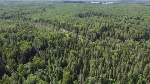 The camera flies at a low altitude over the grass and meadow Stock Footage 162806147