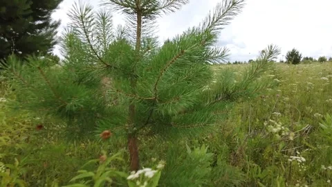The camera flies at a low altitude over the grass and meadow Stock Footage 162806218