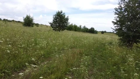 The camera flies at a low altitude over the grass and meadow Stock Footage 162806219