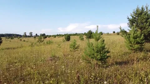 The camera flies at a low altitude over the grass and meadow Stock Footage 162806224