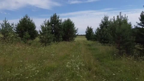The camera flies at a low altitude over the grass and meadow Stock Footage 162806241