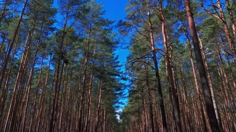 Camera flies low between pine trunks with long shadows on ground and blue s.. Stock Footage 333012808
