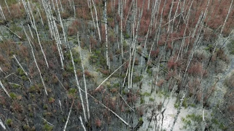 The camera flies low over the dead trees in the swamp. The forest is dying. Stock Footage 131091343