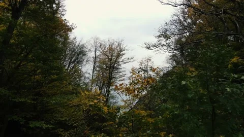 The camera flies out of the dense forest directly into the open sea Stock Footage 171289693