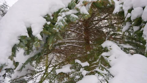 The camera flies out a pine tree Stock Footage 228753135