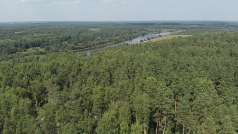 The camera flies out to the river over a coniferous green forest Stock Footage 164514316