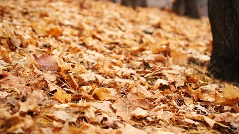 Camera flies over autumn dry leaves lying on the ground Stock Footage 145723786