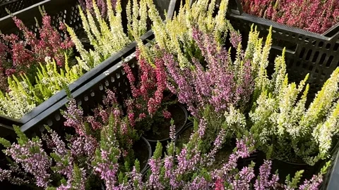 Camera flies over boxes of multicolour heather. Before planting in the ground. Stock Footage 160862177