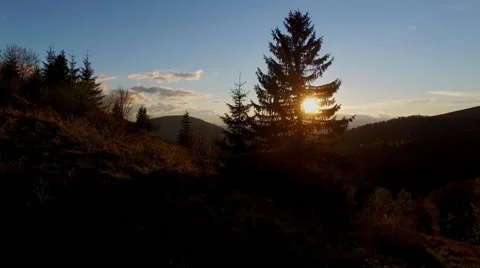 Camera Flies Over the Carpathian Fir Tree Stock Footage 63390695