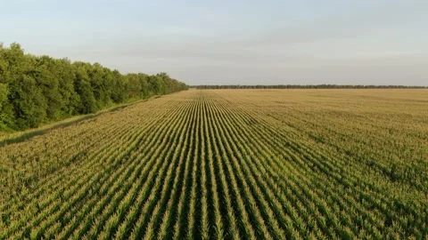 The camera flies over a corn field in a beautiful sunset light. Aerial, Russia Stock Footage 158216816