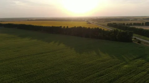 The camera flies over a corn field in a beautiful sunset light. Aerial, Russia Stock Footage 158236778