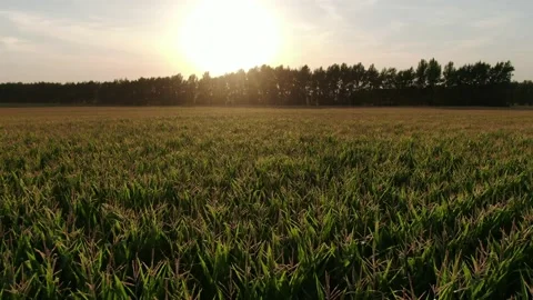 The camera flies over a corn field in a beautiful sunset light. Aerial, Russia Stock Footage 158238837