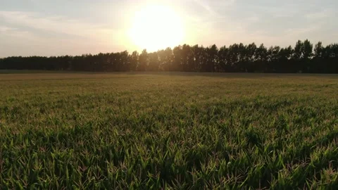 The camera flies over a corn field in a beautiful sunset light. Aerial, Russia Stock Footage 158239235