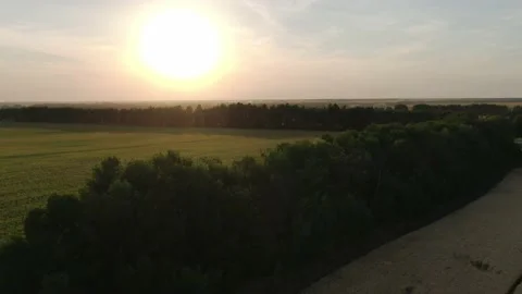 The camera flies over a corn field in a beautiful sunset light. Aerial, Russia Stock Footage 158239594