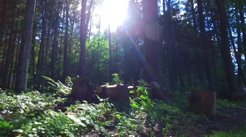 Camera flies over the dense forest. sunny day, beautiful  sky and sunbeams glare Stock Footage 66774250