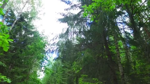 Camera flies over the dense forest. sunny day, beautiful  sky Stock Footage 66774409