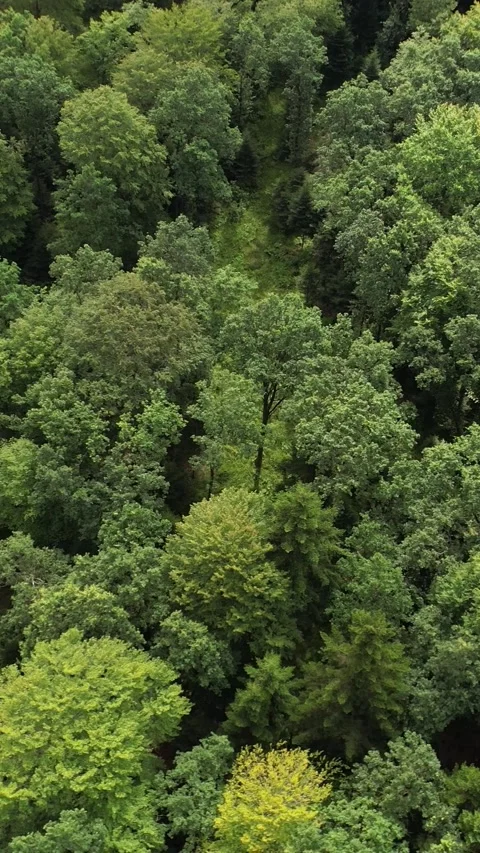 Camera flies over a dense green forest. Protection of forests from deforestation 스톡 동영상 346742620